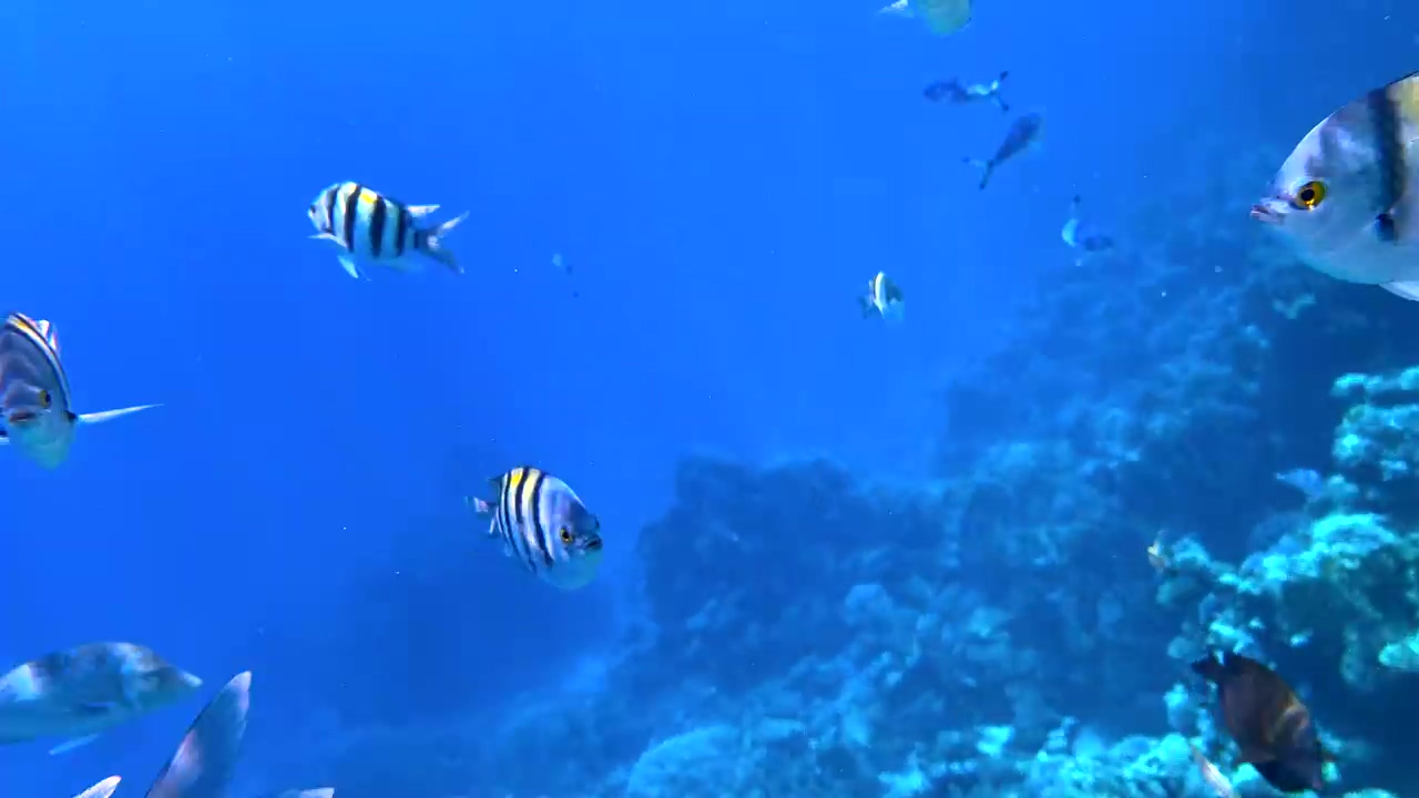 Busy coral reef brimming with exotic fish, sea, fish, coral, coral reef, and exotic