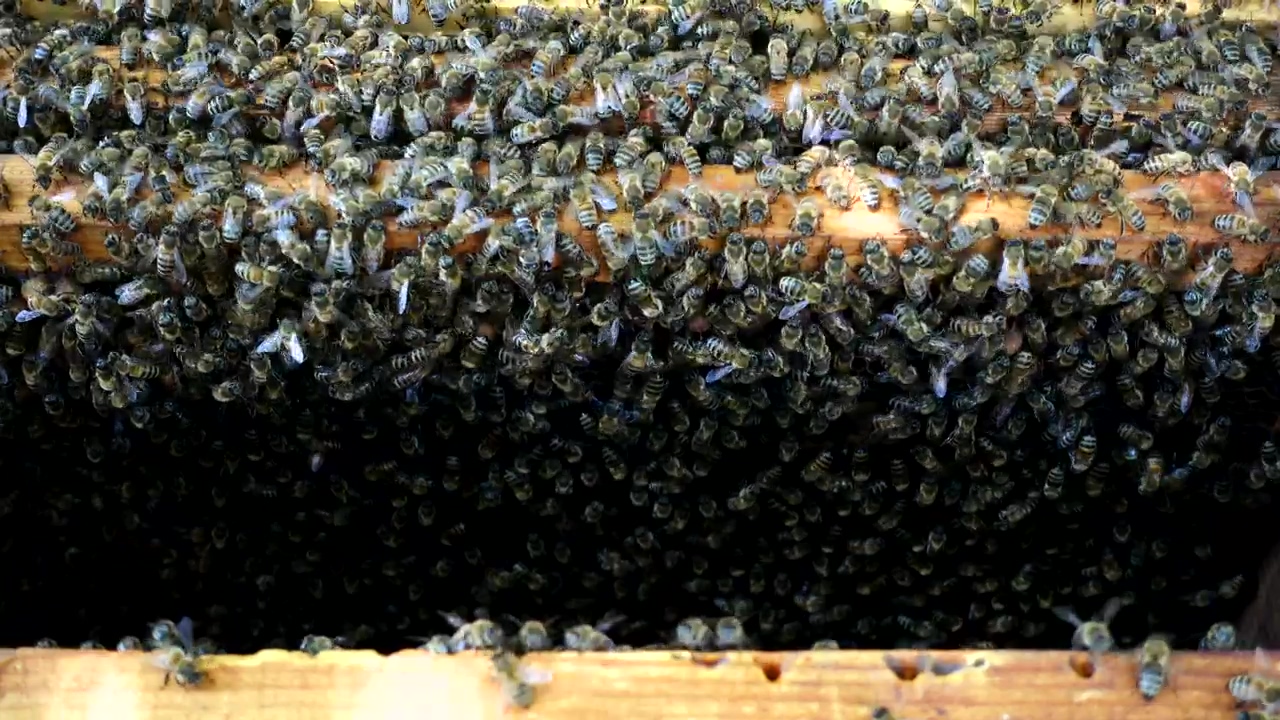 Busy in the beehive, animal, wildlife, insect, and bee