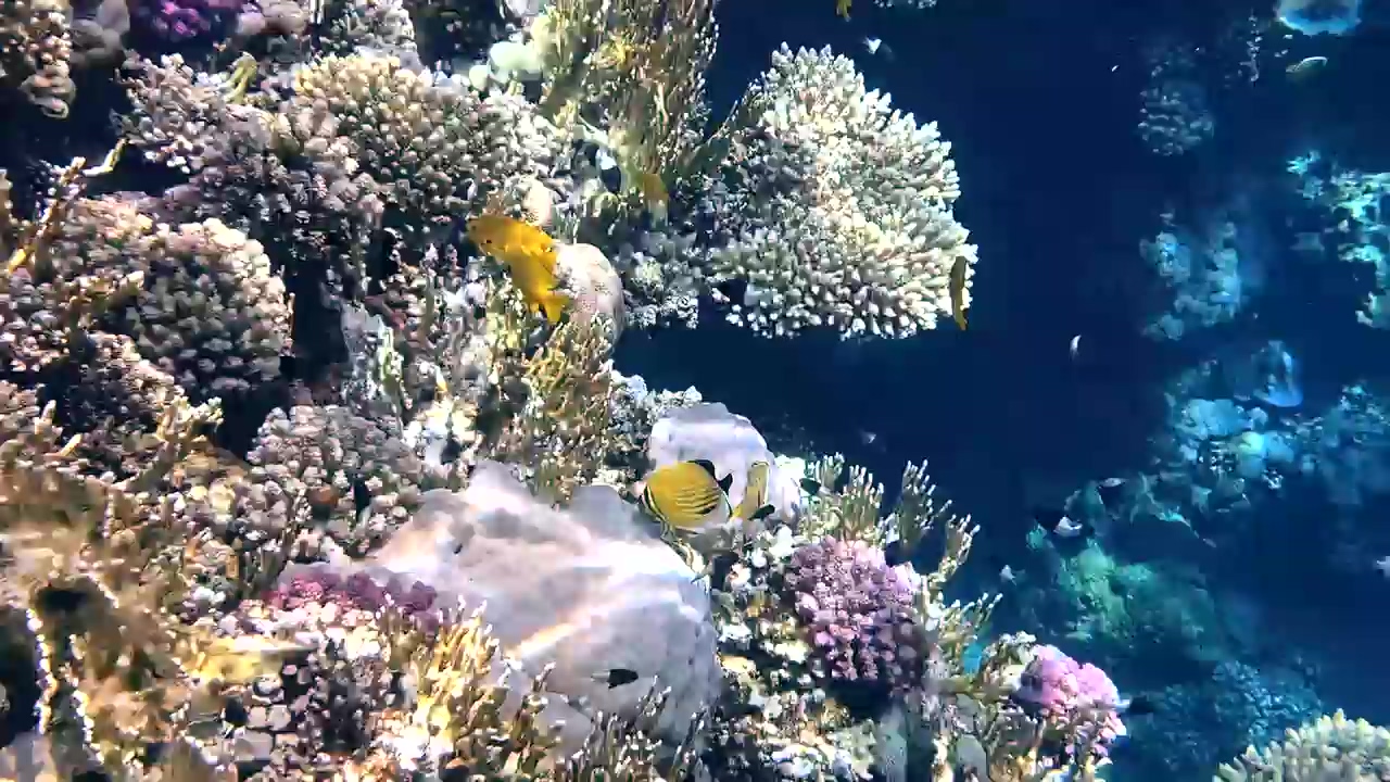 Busy sea life along a coral reef in the tropics, sea, ocean, fish, tropical, wild animals, coral, sea animals, seabed, and coral reef