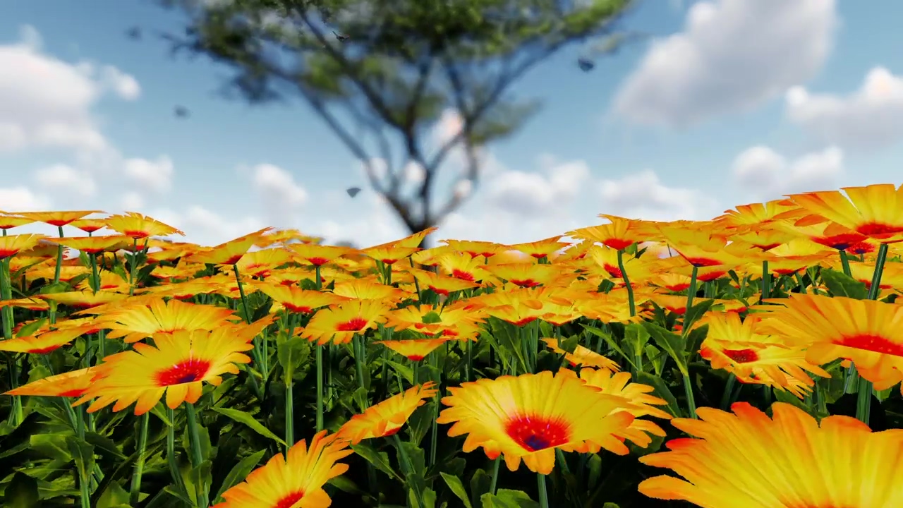 Butterflies in a sunflower field #flower #field #flowers #sunflower #butterfly