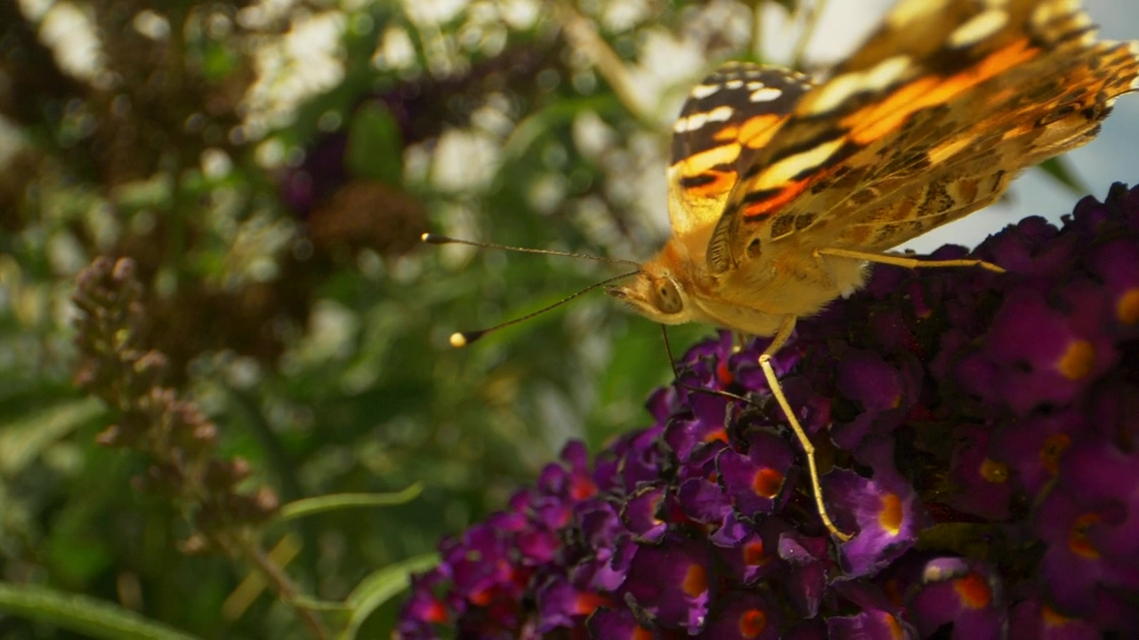 Butterfly in a garden, nature, garden, and butterfly