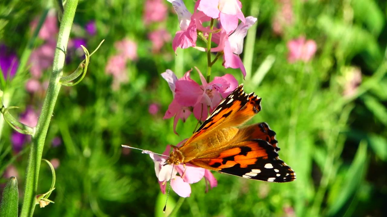 Butterfly in a meadow, insect, meadow, and butterfly