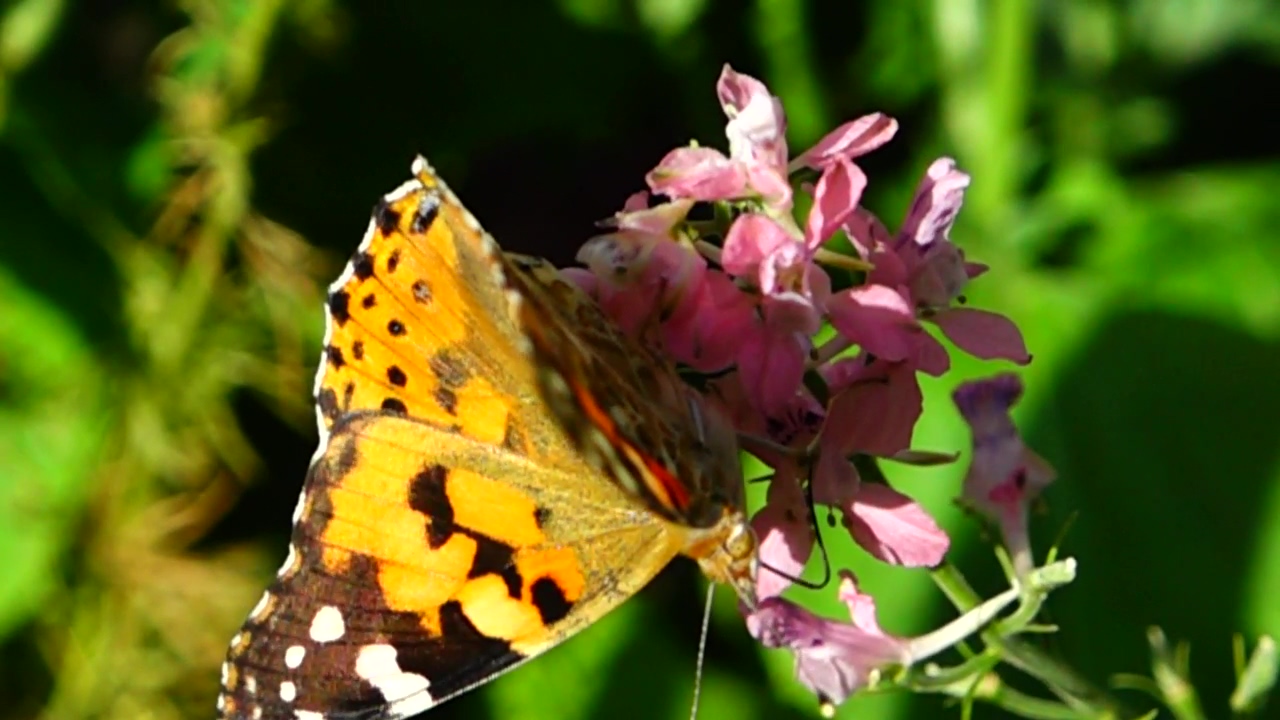 Butterfly on a pink wildflower, pink, wildflowers, and butterfly
