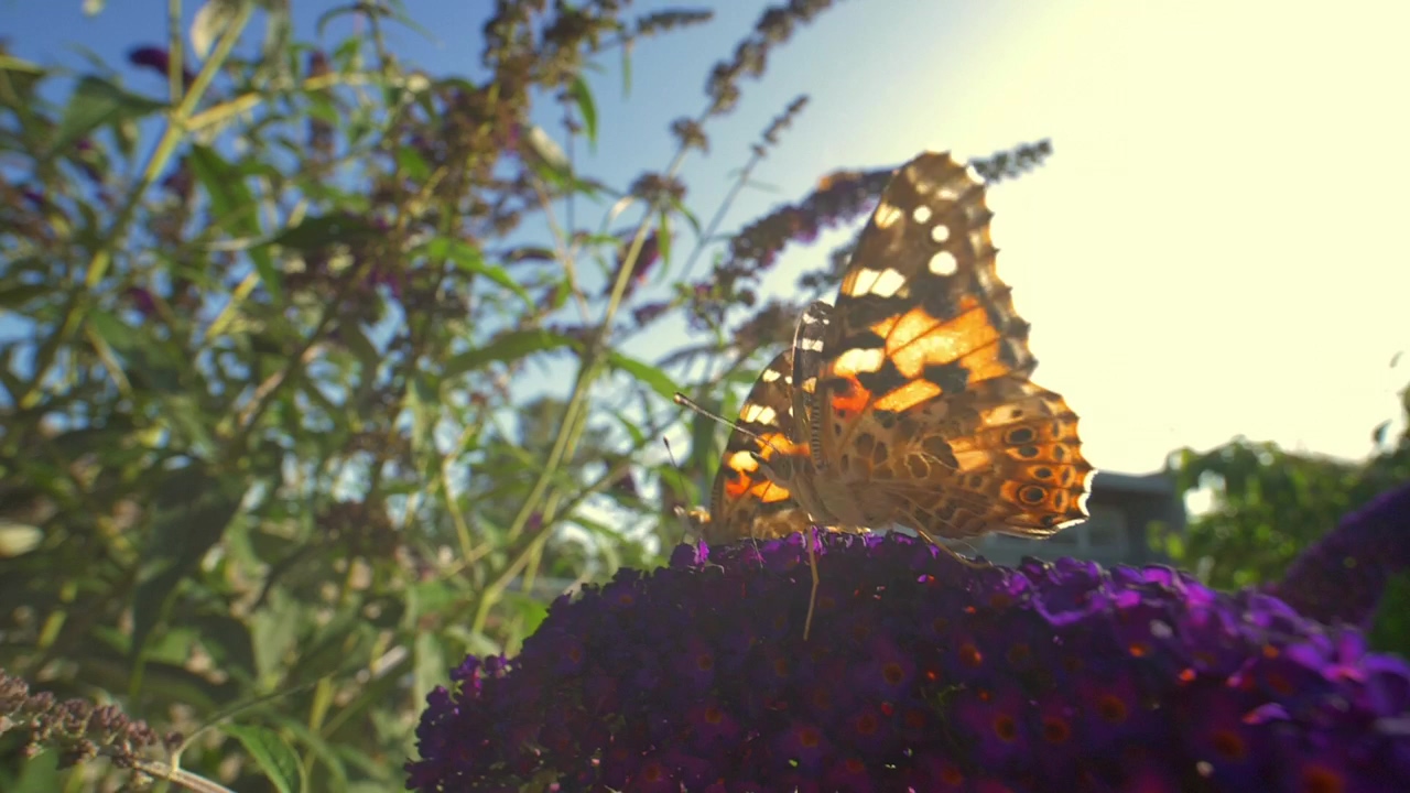 Butterfly on a sunny day #flower #summer #butterfly