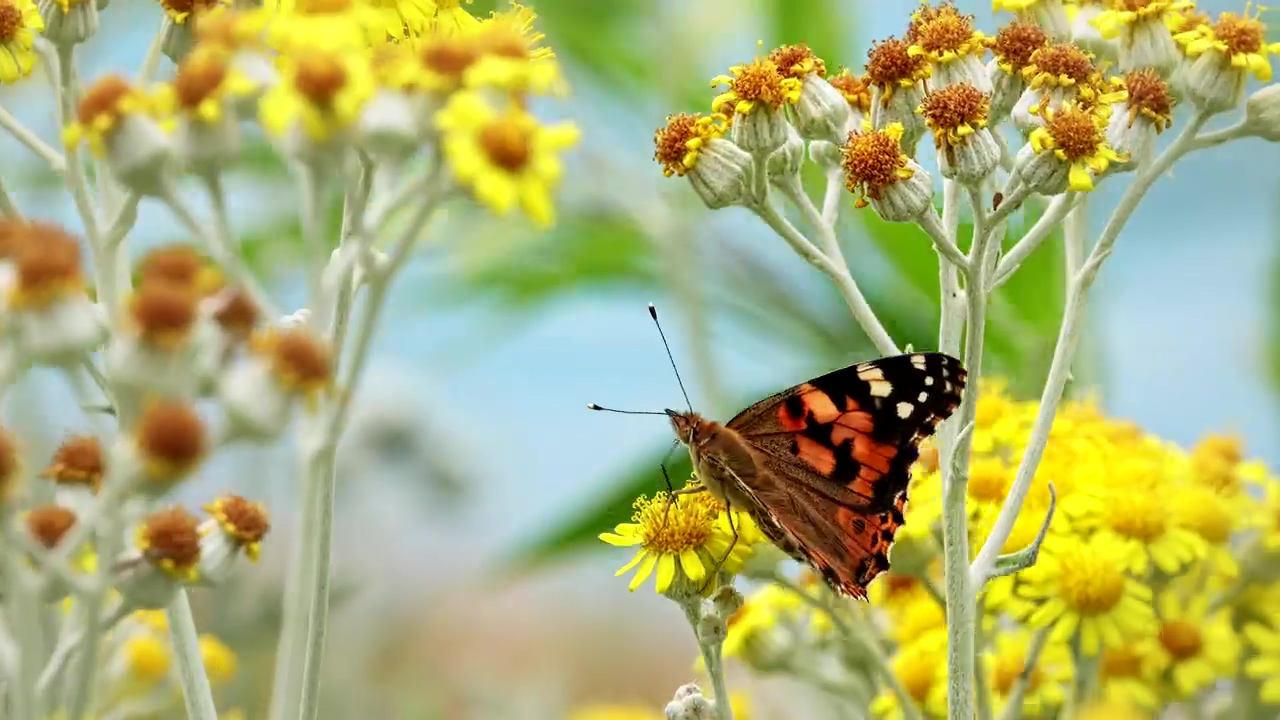 Butterfly on yellow flowers, flower, garden, insect, and butterfly