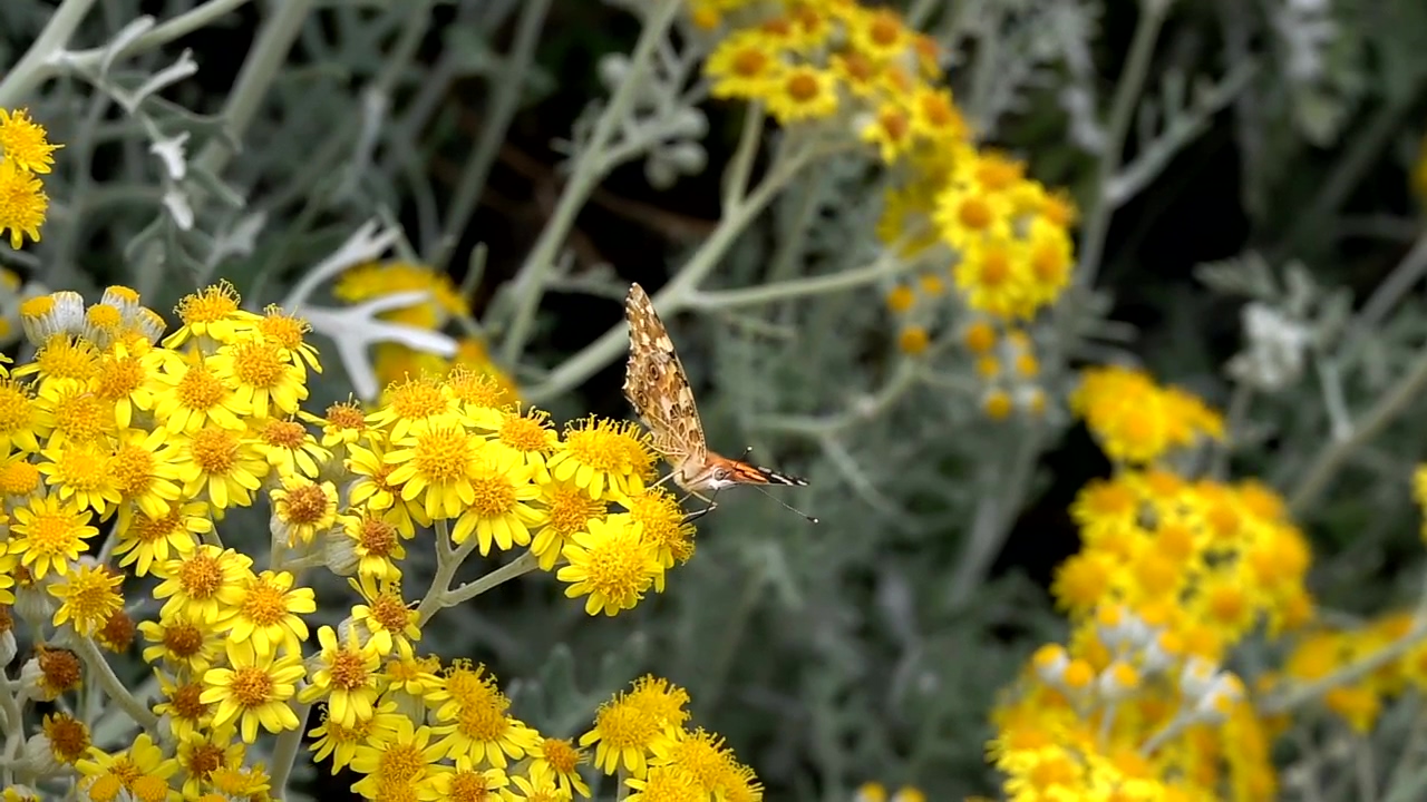 Butterfly perched on yellow flowers, nature, flower, garden, and insect