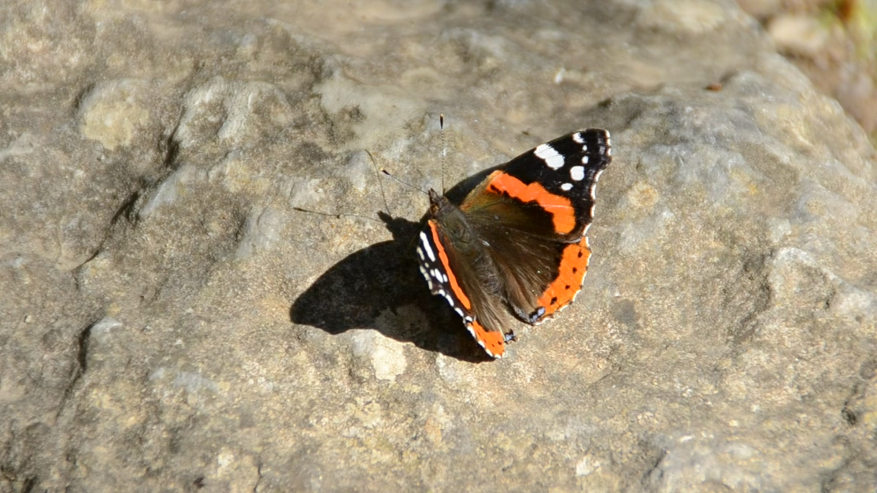 Butterfly sitting on a rock, rock, insect, and butterfly