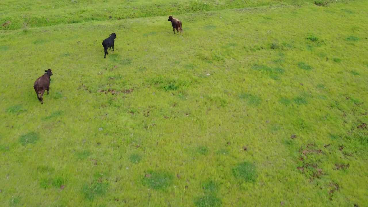 Calves running across a grassy meadow in an aerial shot