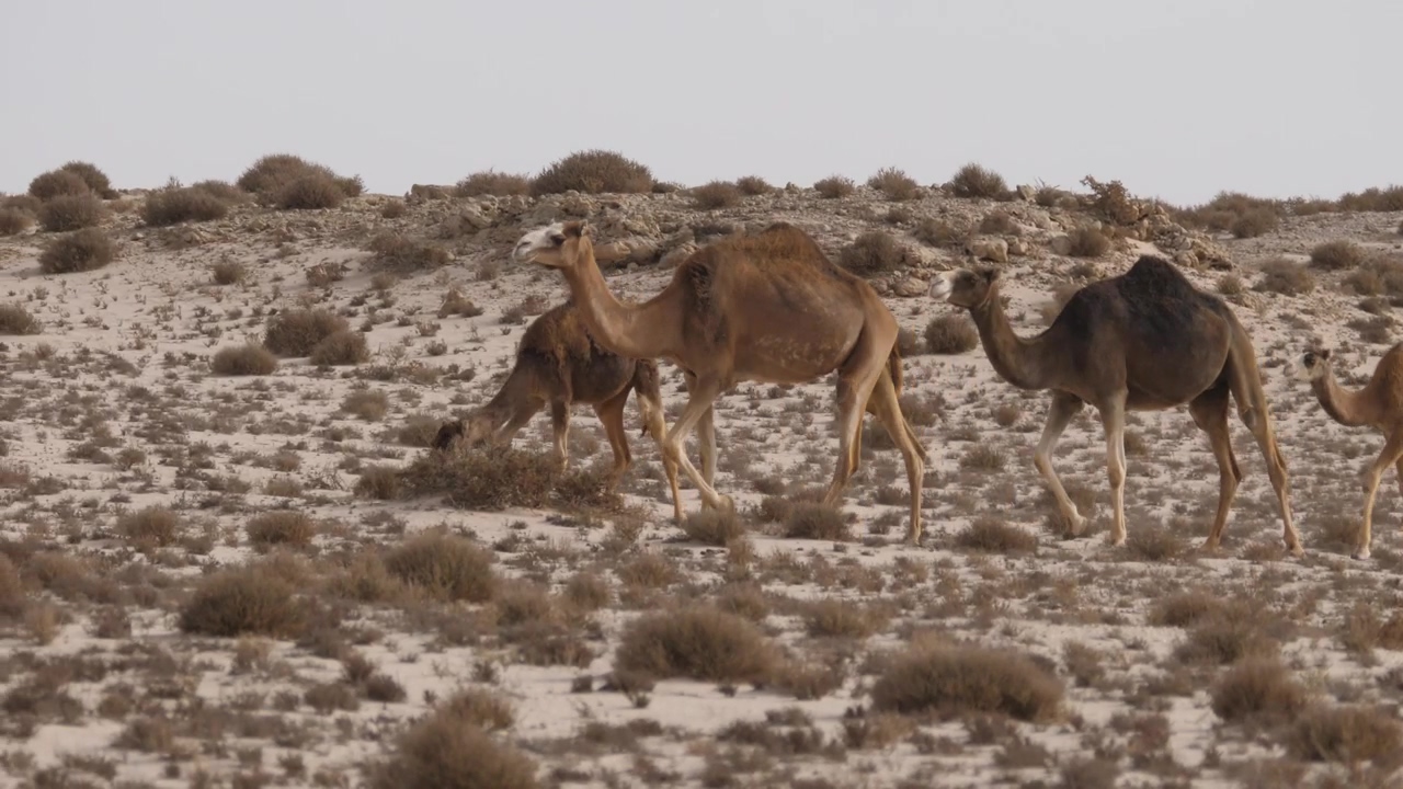 Camel herd walking on a desert, animal, wildlife, desert, and camel
