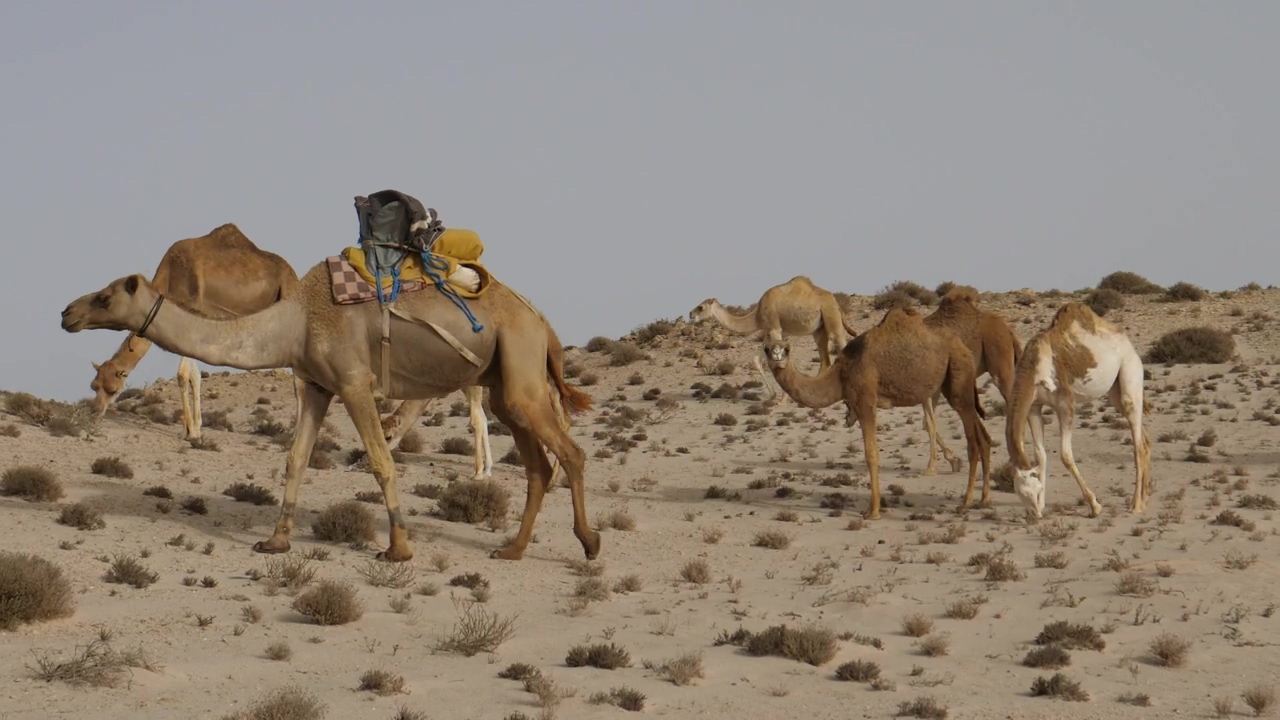 Camels grazing in the desert, animal, wildlife, desert, and camel