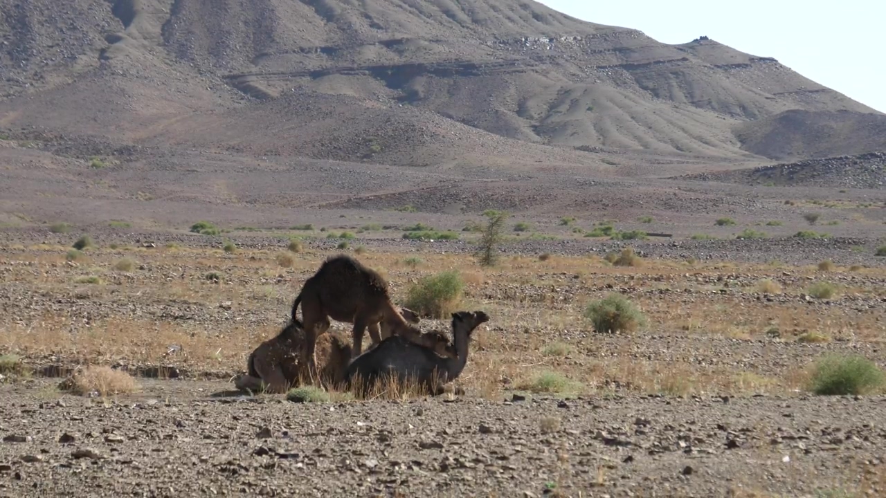 Camels in a dusty desert #mountain #animal #wildlife #daytime #desert #camel