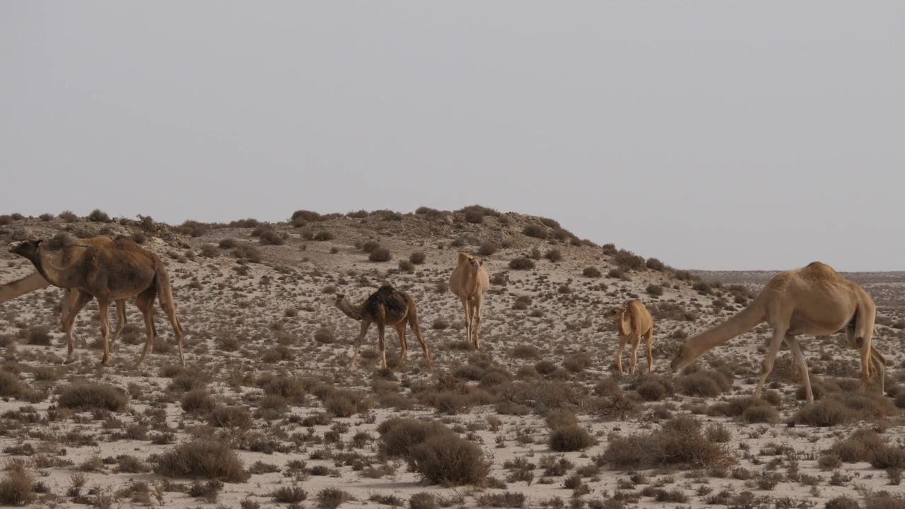 Camels in the desert, wildlife, desert, savanna, and camel