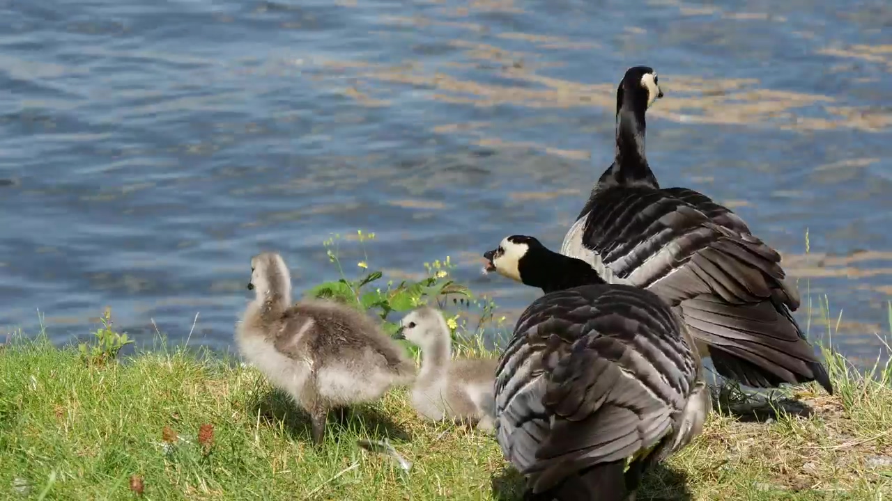 Canada geese family by the pond, animal, wildlife, lake, bird, duck, and goose