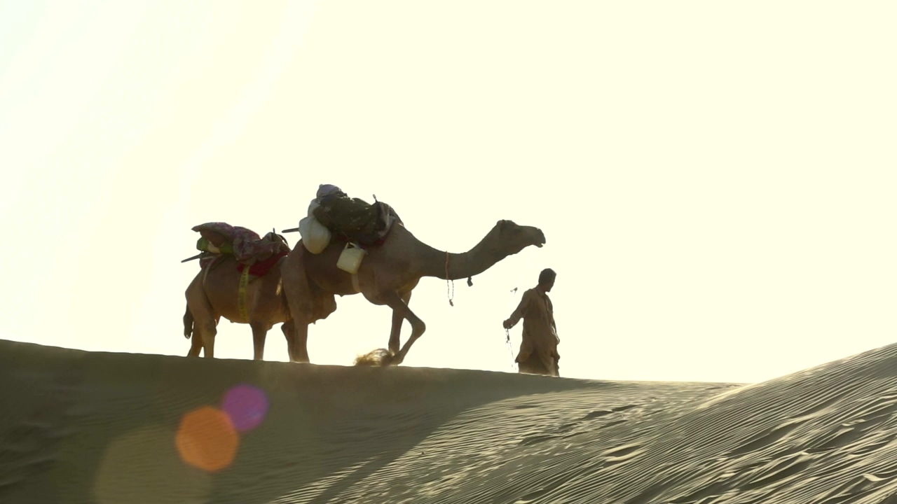 Caravan of camels crossing the desert, animal, desert, and camel