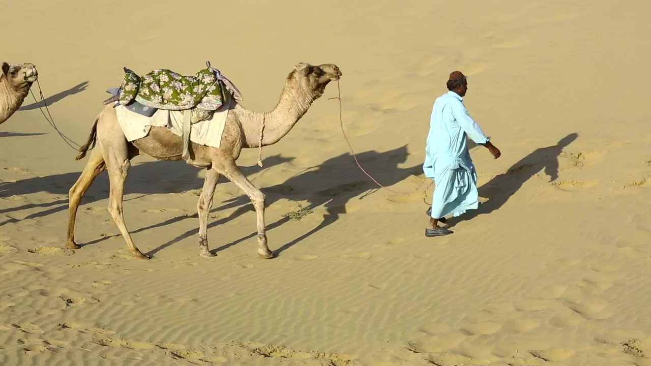 Caravan of camels in the desert, animal, sand, desert, and camel