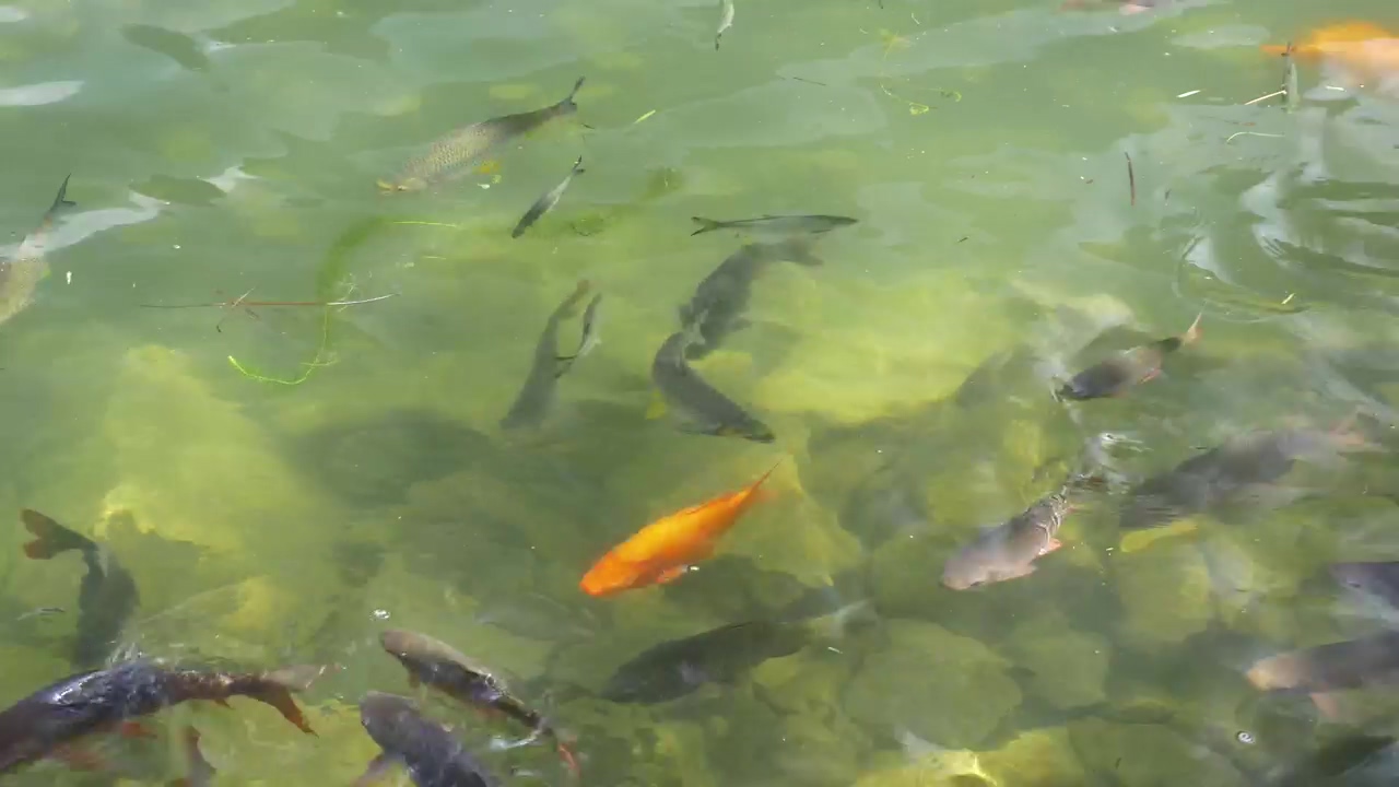 Carp in a large pond, pool, fish, and gold