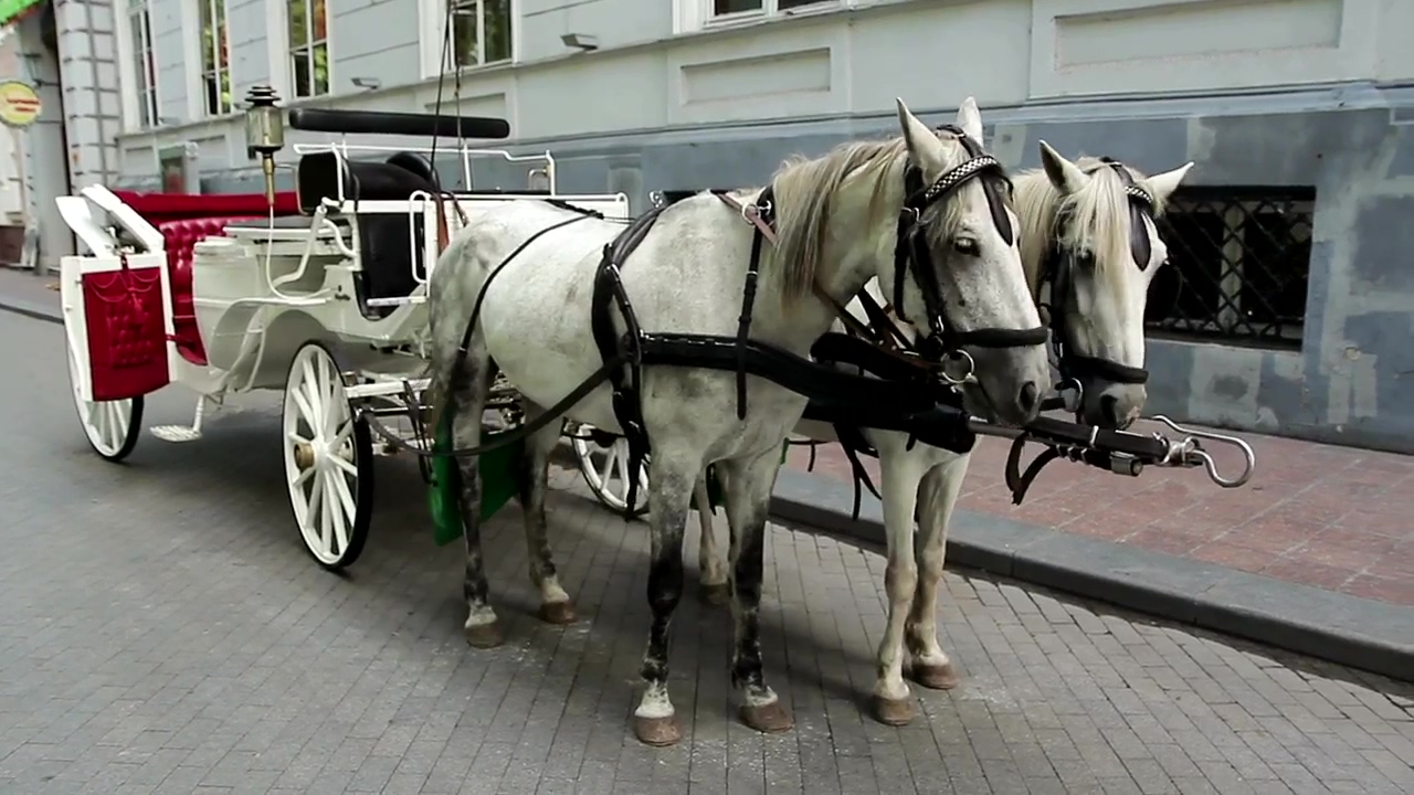 Carriage horses in the street, tourism, transport, horse, and horses