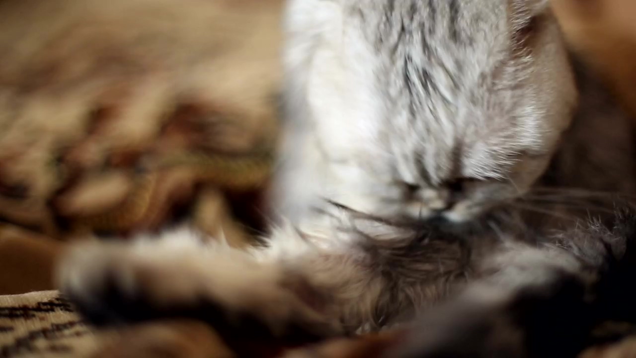 Cat cleaning itself, cat, cleaning, soft, talking cats, and kitten cat