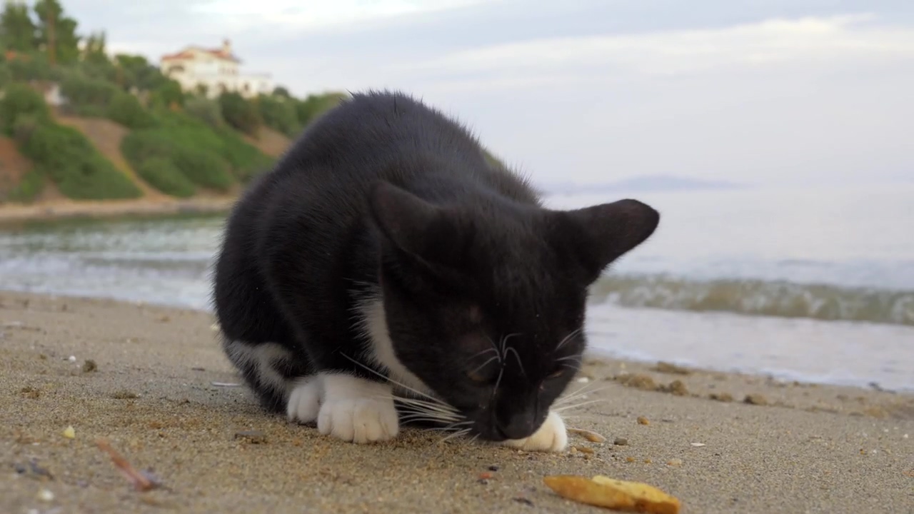 Cat eating dropped fries, eating, cat, and french fries