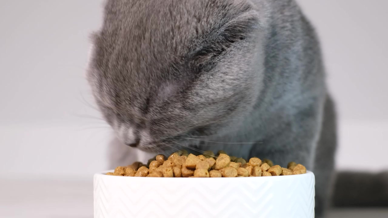 Cat eating dry cat food in its plate, food, eating, cat, and ads
