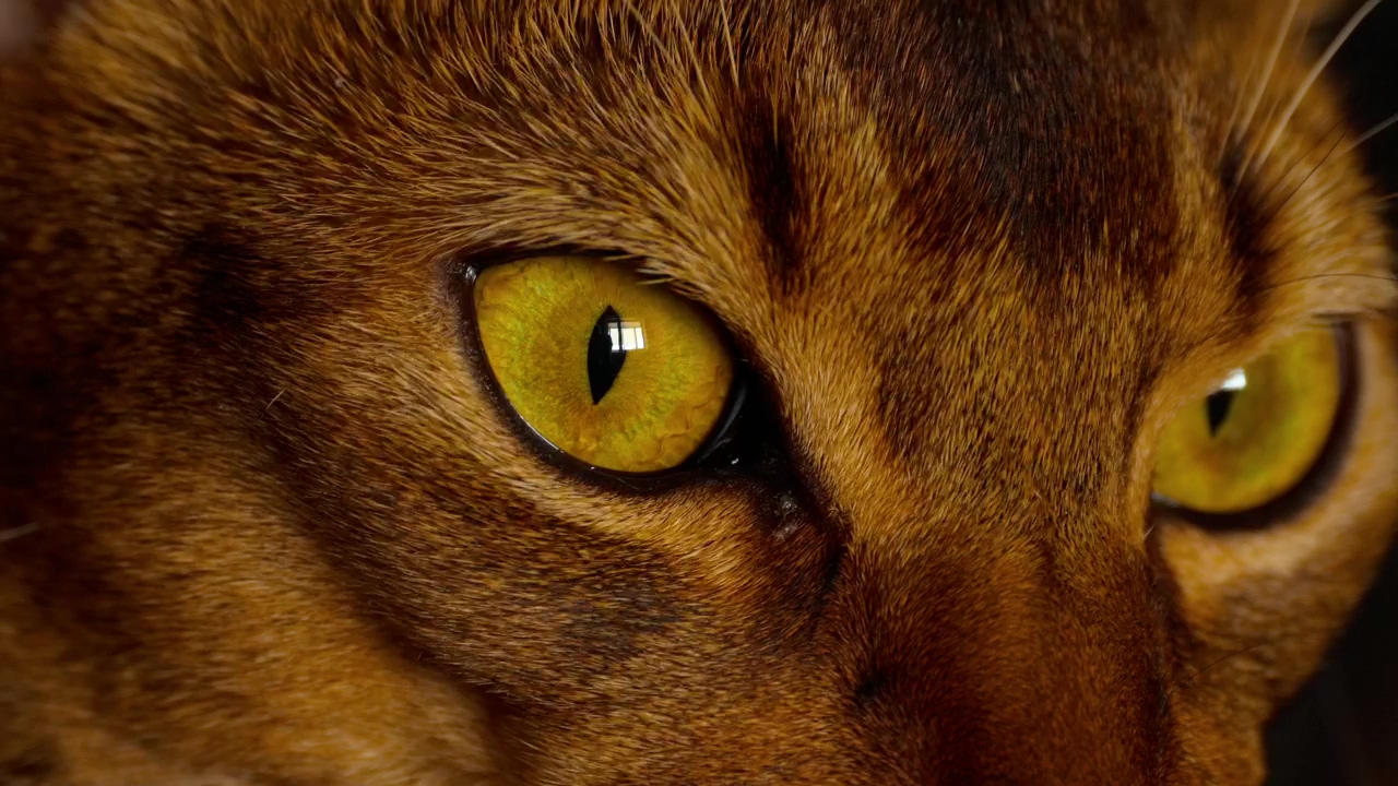 Cat eyes closeup #animal #cat #eye