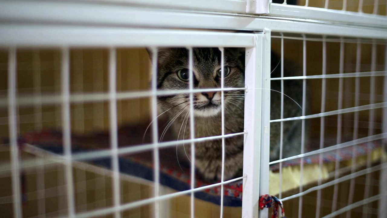 Cat in an animal shelter cage, animal, pet, cat, waiting, and pussycat
