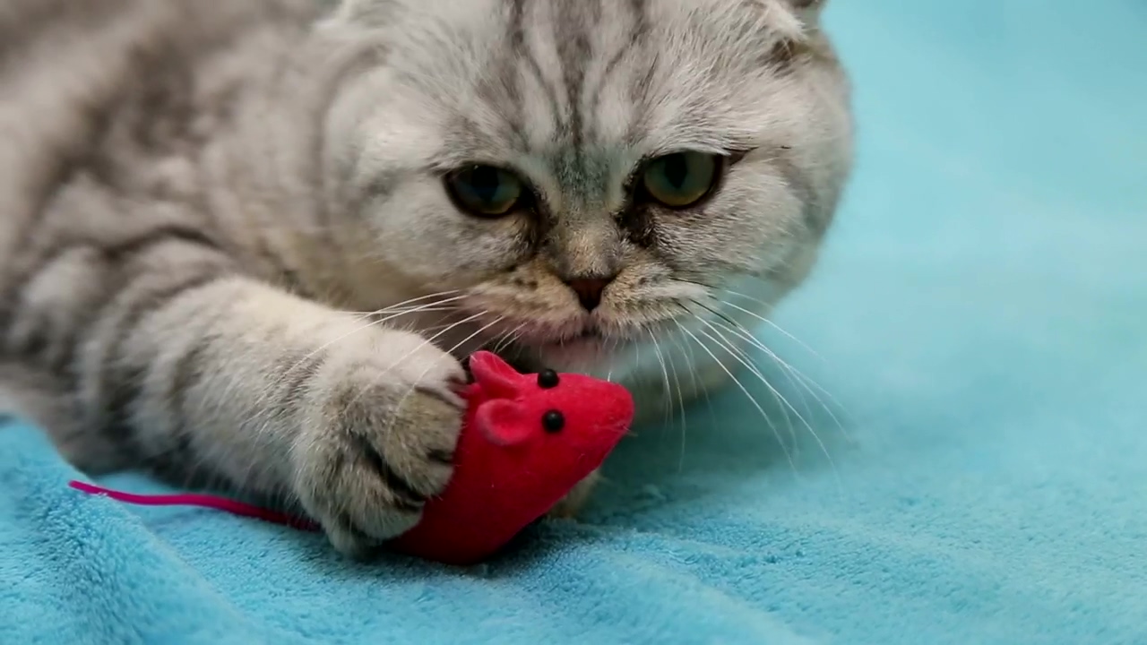 Cat on blue mat playing with a red mouse toy #cat #play #soft #talking cats #mouse