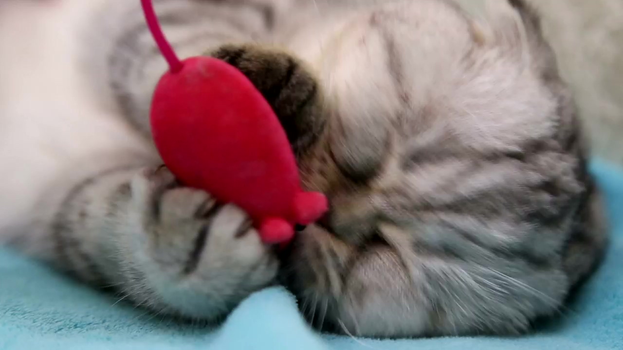 Cat playing with a toy mouse #cat #toy #soft #talking cats #mouse