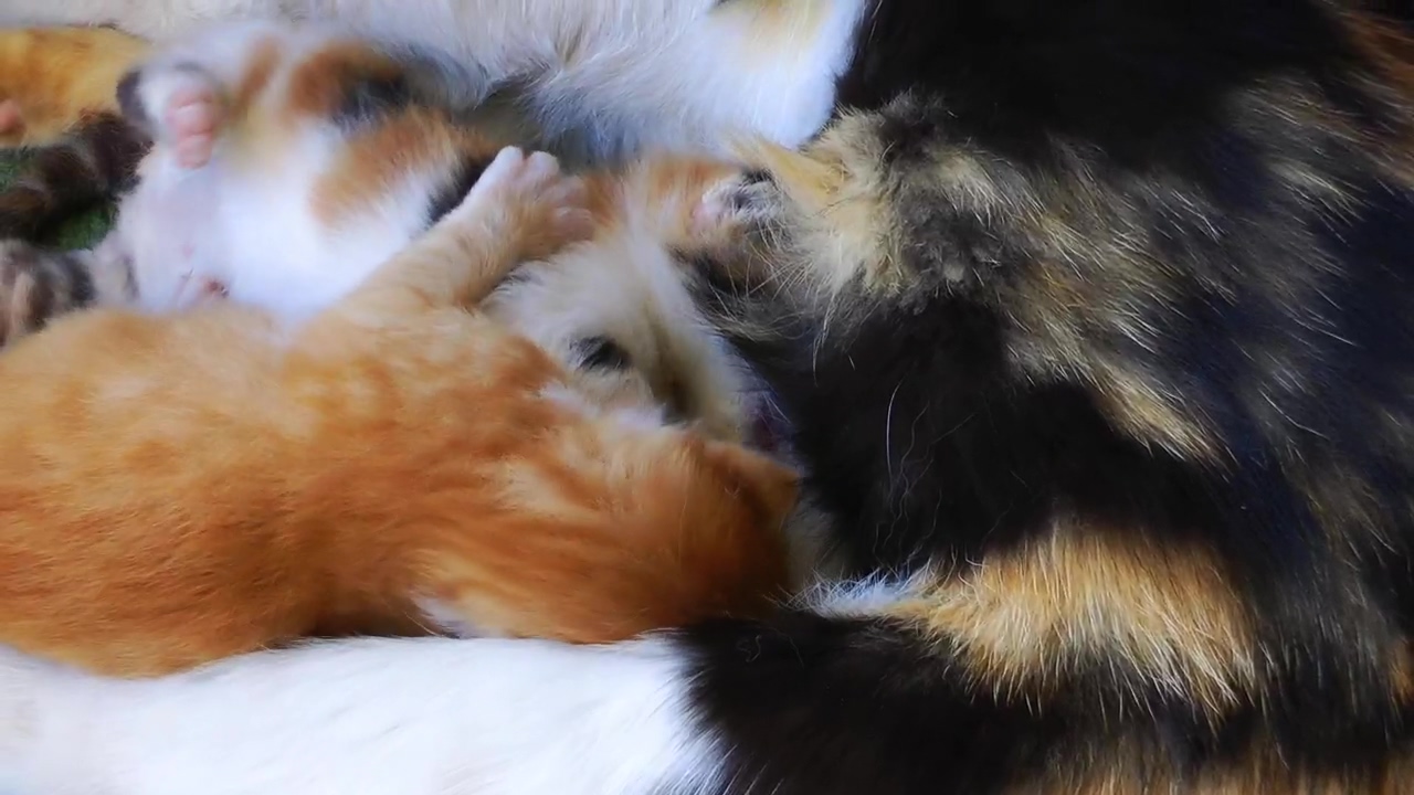 Cat puppies feeding on mother, animal, pet, cat, and cats