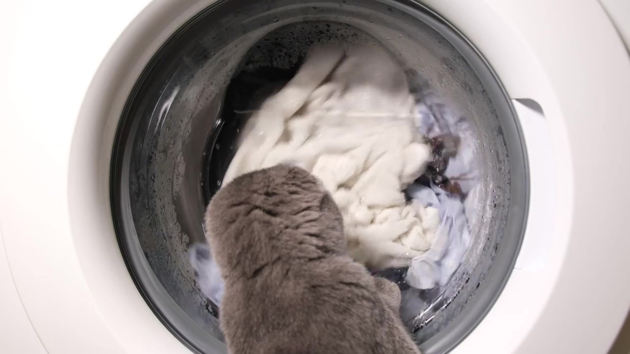 Cat watches a washing machine as it runs its cycle, cat, funny, clothes, watch, silly cats, washing machine, and watch cat