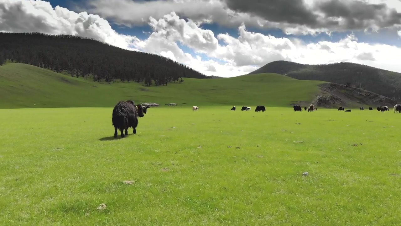Cattle in a green valley #grass #agriculture #valley #cow #cattle