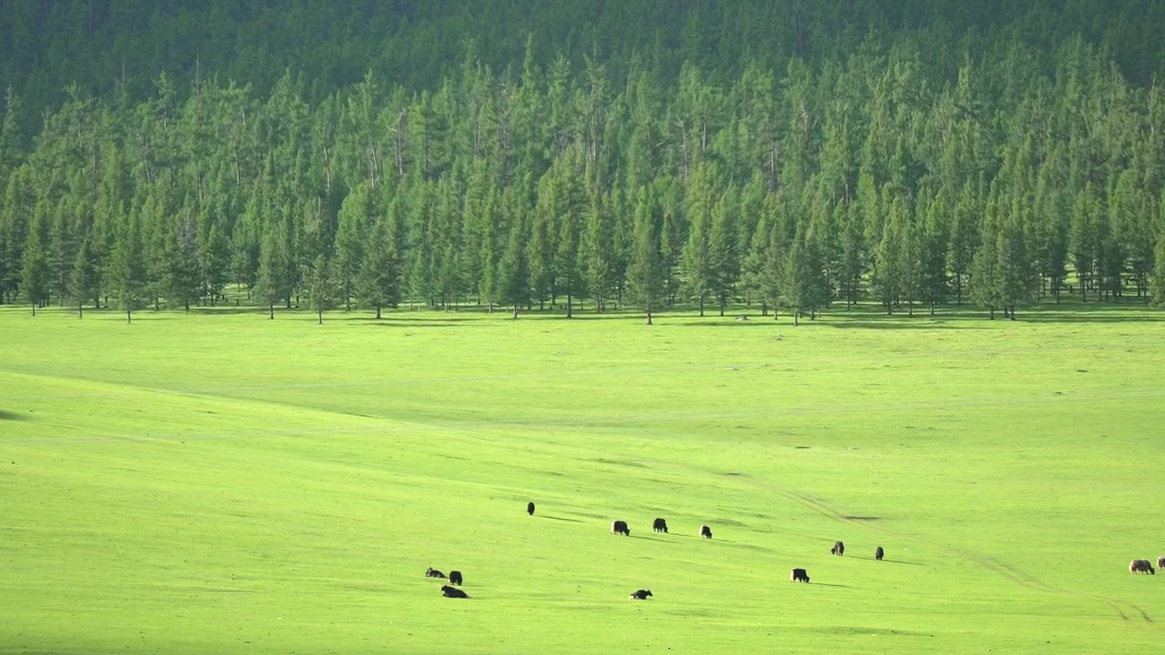 Cattle in a large green valley, forest, agriculture, valley, cow, and cattle