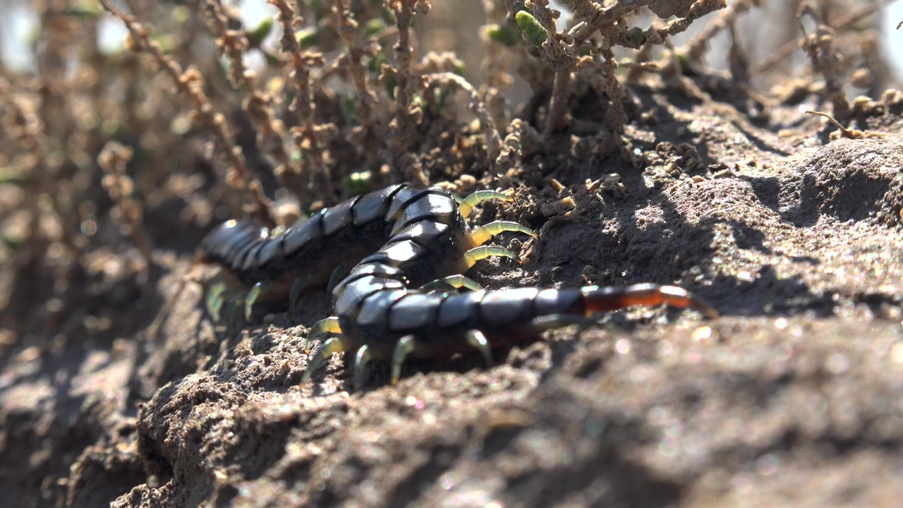 Centipede on the ground, animal, wildlife, insect, and ground