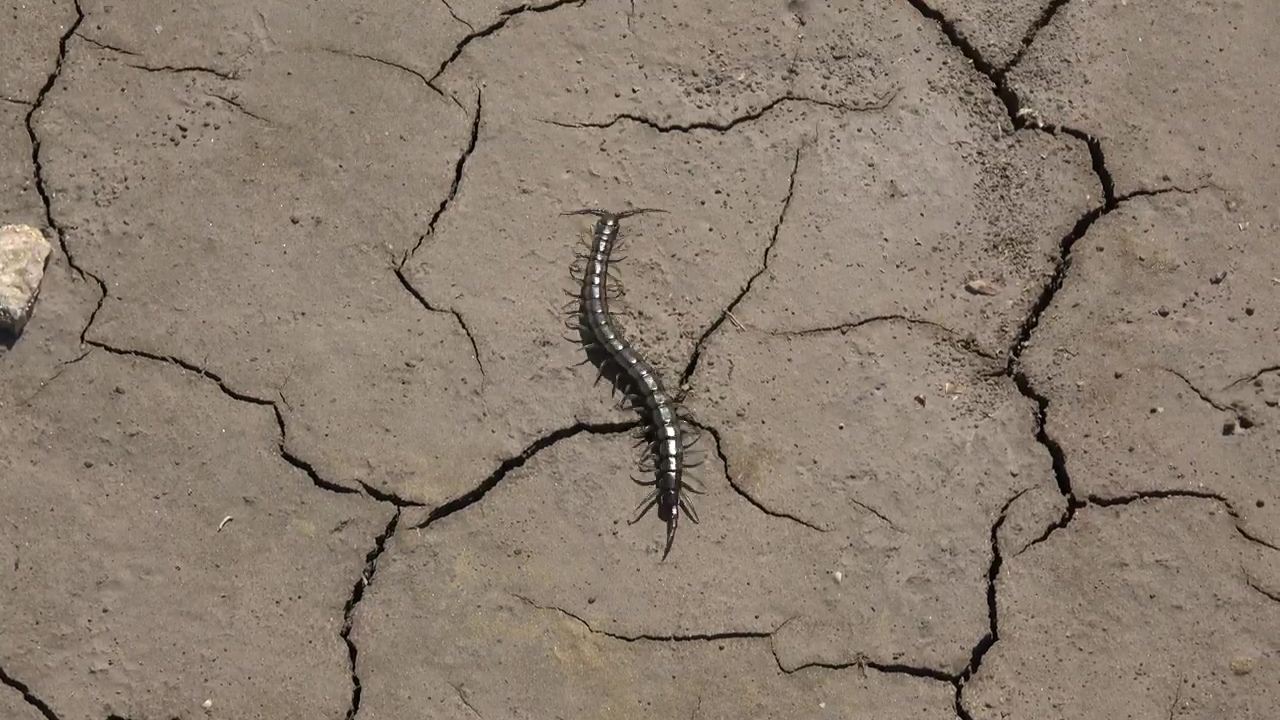Centipede walking in a cracked soil, animal, wildlife, insect, ground, and soil