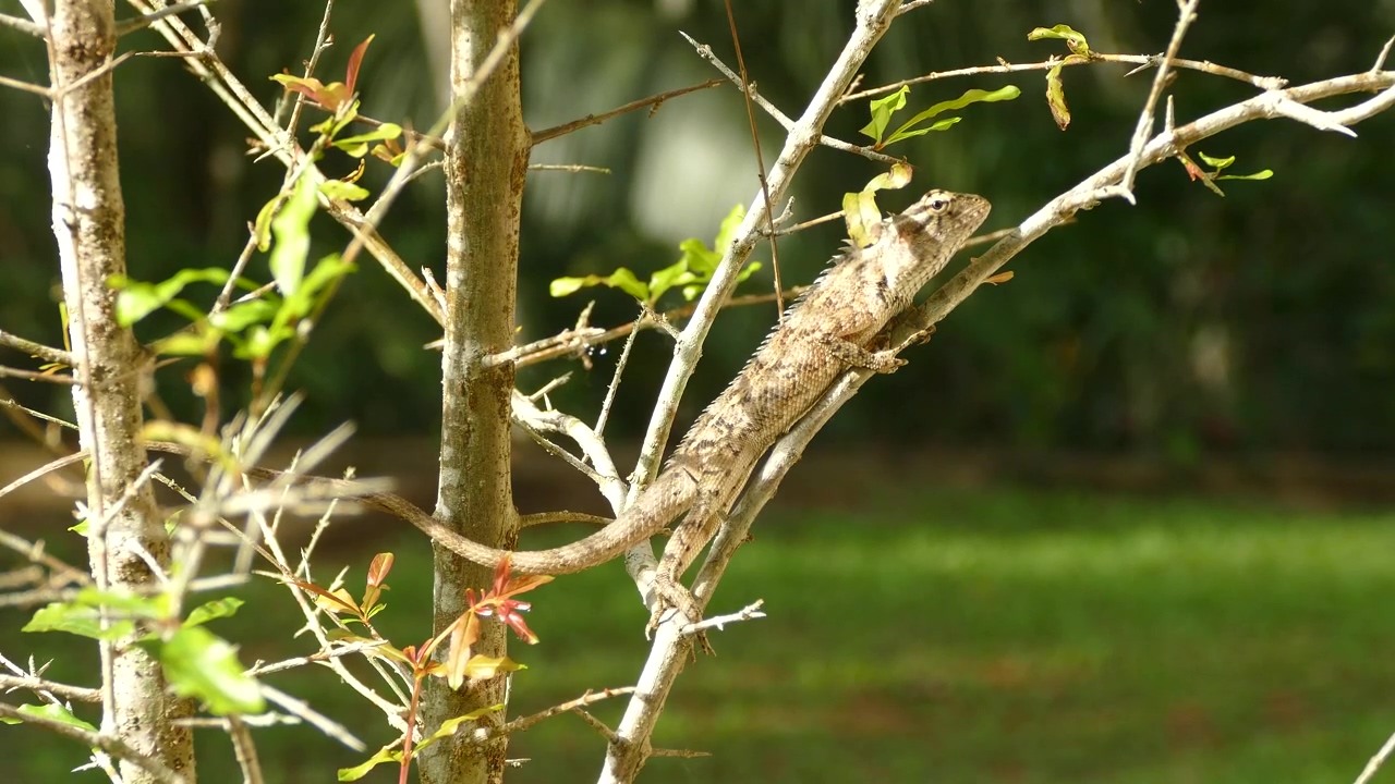 Chameleon perched on a branch #animal #tree #branch #reptile #chameleon