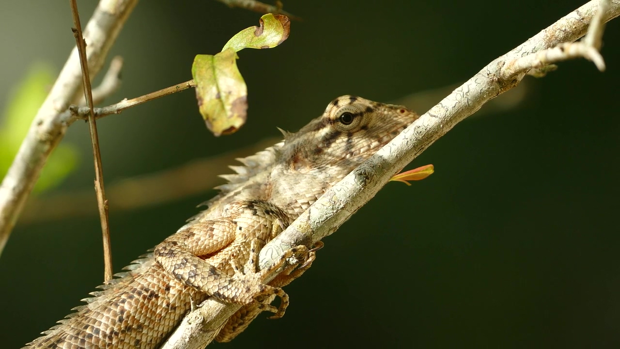 Chameleon resting on a branch, animal, wildlife, branch, and chameleon