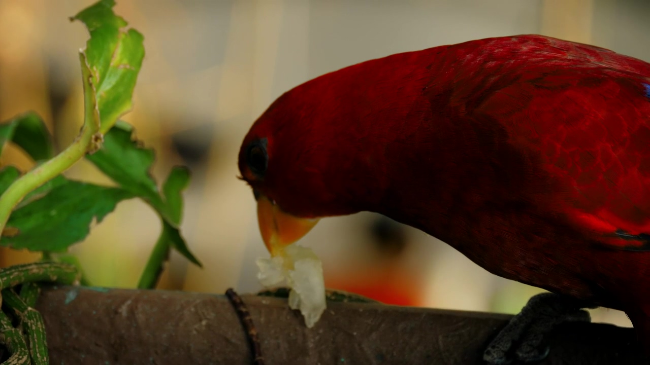 Chattering parrot eating on a tree branch #bird #birds #parrot #bird feeder #cockatiel #parrot talking