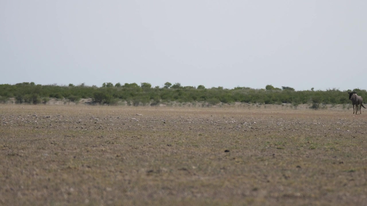 Cheetah hunting on a herd of wildebeest, animal, wildlife, africa, safari, and cheetah