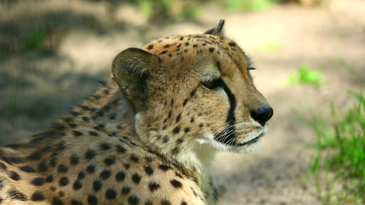 Cheetah in the wild, animal, wildlife, africa, african, and cheetah
