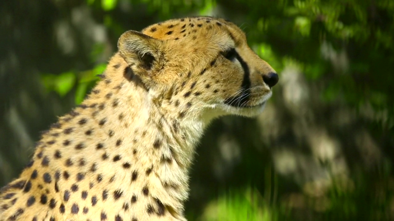 Cheetah in the wild, portrait, nature, animal, and wildlife