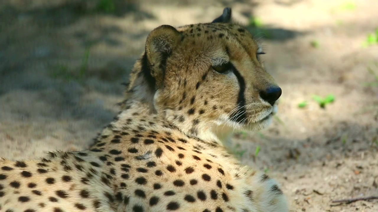 Cheetah is yawning #wildlife #africa #cheetah