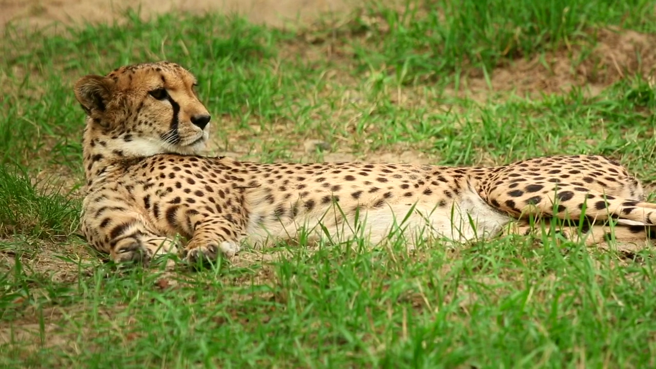 Cheetah laying in the grass, animal, wildlife, and cat