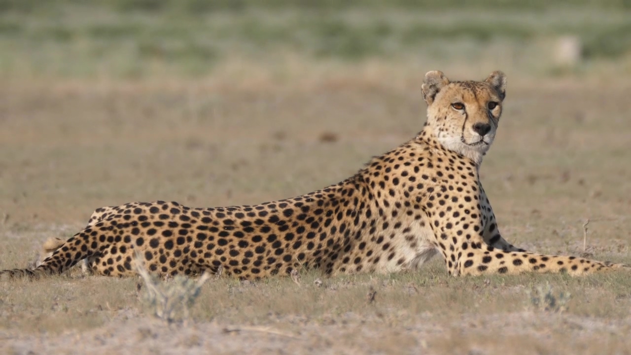 Cheetah looking around in the savanna, animal, wildlife, sunny, africa, savanna, and cheetah