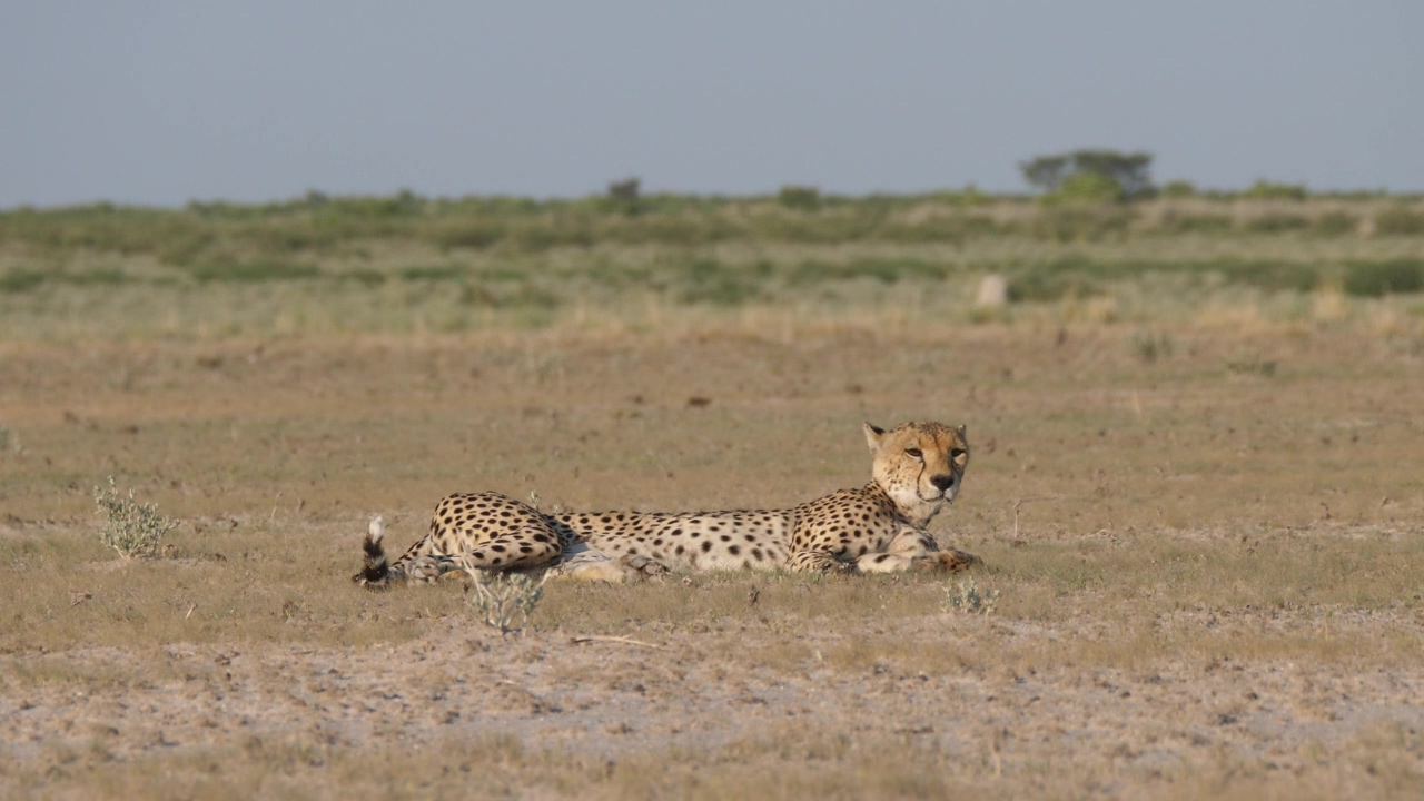 Cheetah resting in the savanna, wildlife, wild, savanna, and cheetah