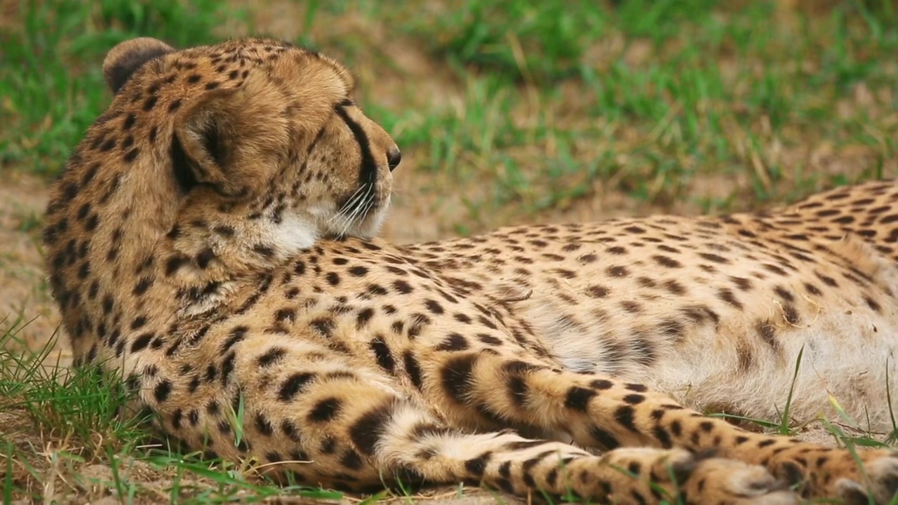 Cheetah resting on the ground, animal, wildlife, and africa