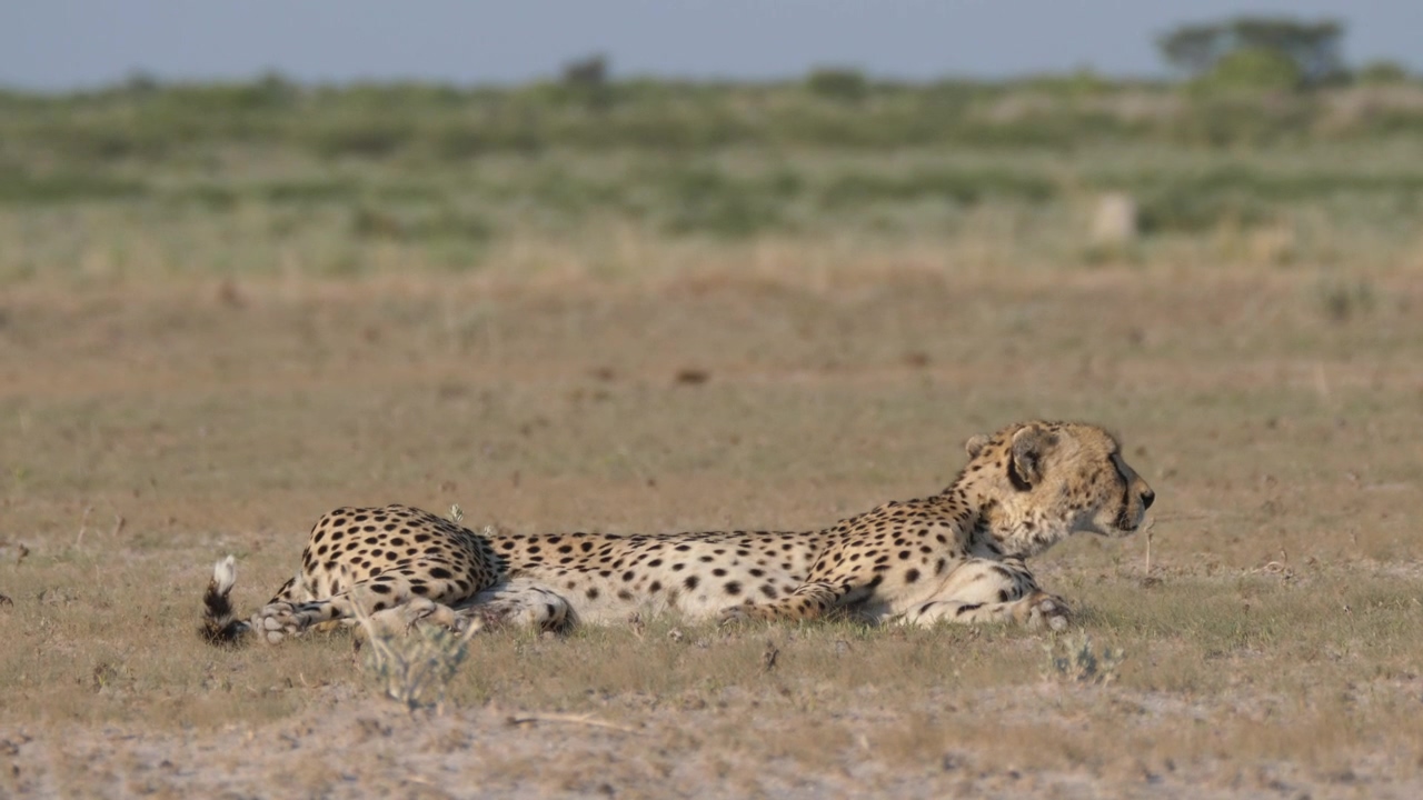 Cheetah resting on the savanna #animal #wildlife #africa #safari #savanna #cheetah