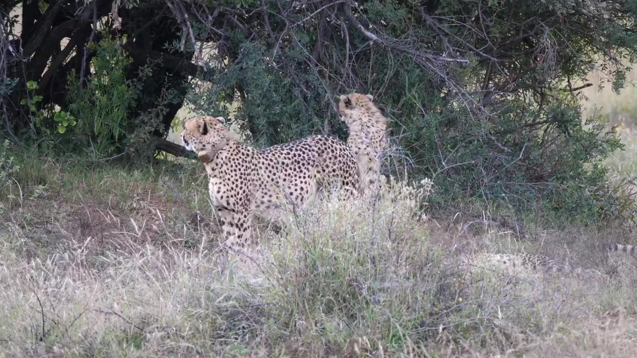 Cheetah walks away from the herd, animal, wildlife, africa, safari, and cheetah