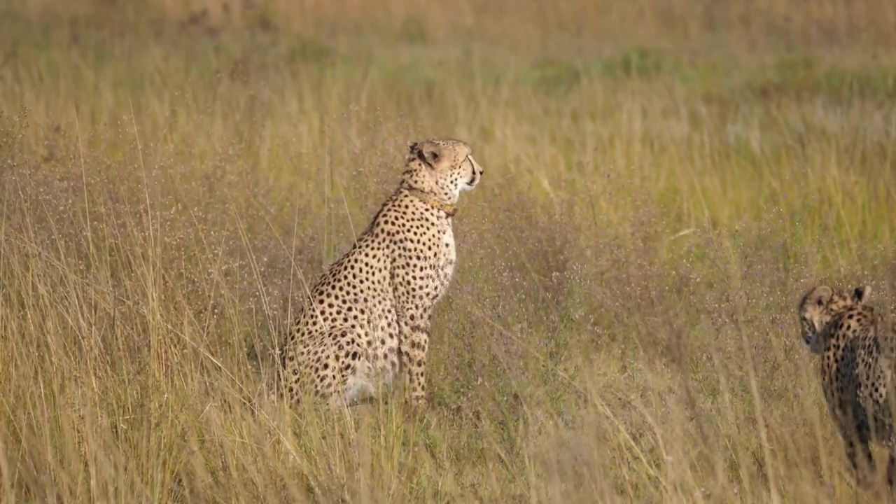 Cheetah walks to another cheetah in the savanna, animal, wildlife, africa, and cheetah