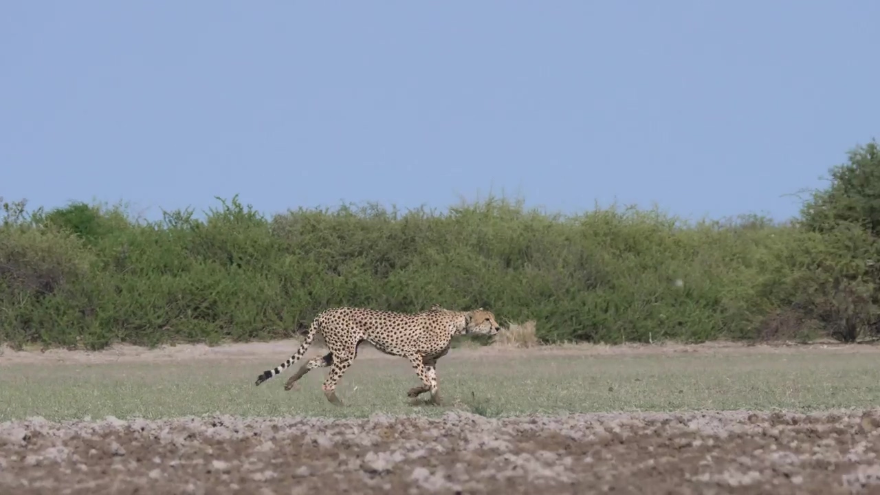 Cheetahs hunting in the savanna #animal #wildlife #africa #savanna #cheetah