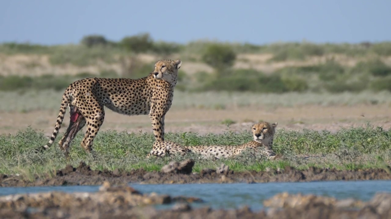 Cheetahs near a water hole, nature, outdoor, wildlife, africa, safari, savanna, and cheetah